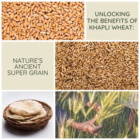 Khapli Wheat Benefits | Ancient Super Grain for Health – Nuva Nutrition