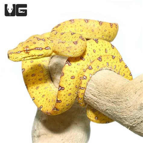 Image result for Baby Green Tree Python