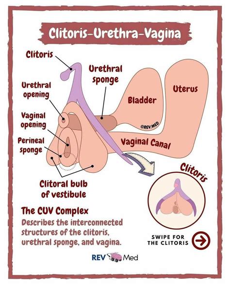 Comprehensive guide to placenta location and placenta previa types what you need to know – Artofit