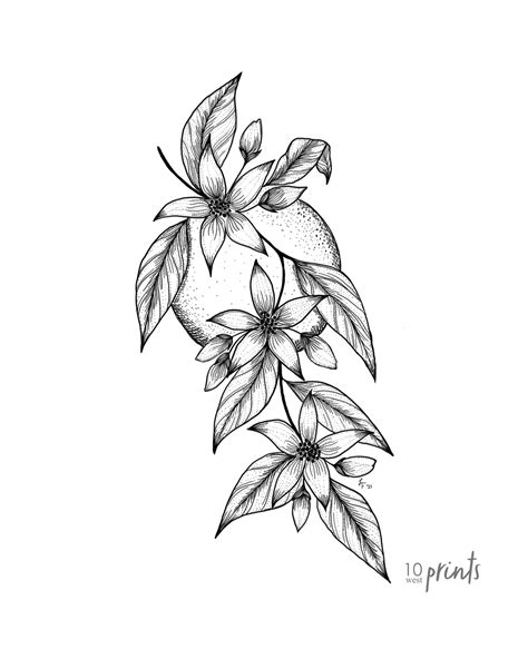 Orange Blossom Ink Illustration - Florida State Flower drawing ...