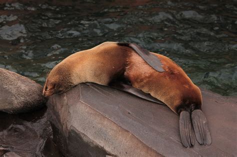 Zoo Train To My 的图像结果