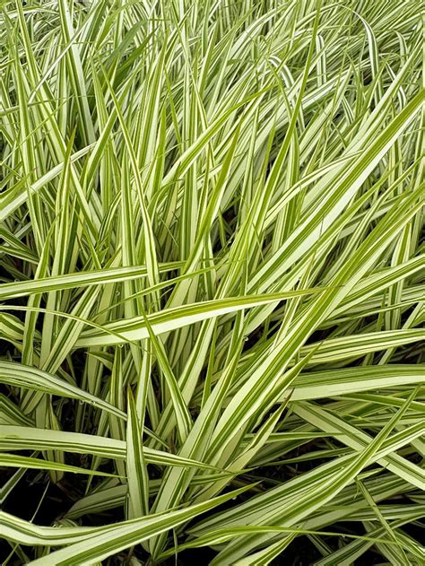 Grasses - Farwest Show | Portland, Oregon