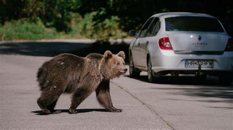 Hiker’s Death Prompts Move to Allow Wider Bear Cull in Romania - The New York Times