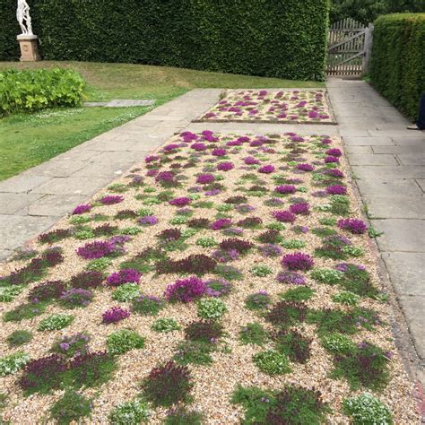 Creeping thyme lawn pros and cons and how to plant – Artofit