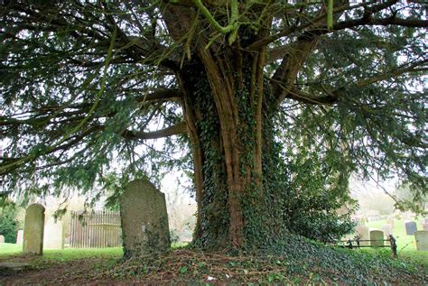 Cerne Abbey graveyard 2899 - Ancient Yew Group