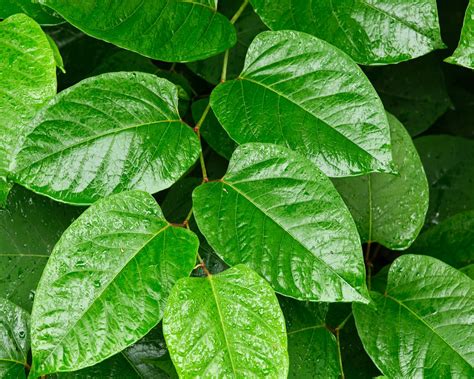 Download wallpaper 1280x1024 leaves, plant, branch, green, macro ...