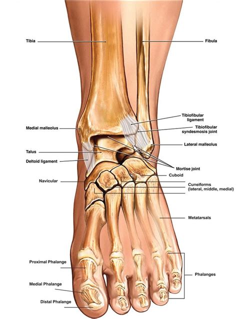 Diagram Of The Ankle And Foot Joints Bones Fibula Overview T