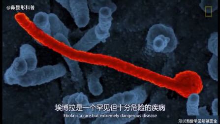 《伊波拉病毒》-高清电影-完整版在线观看