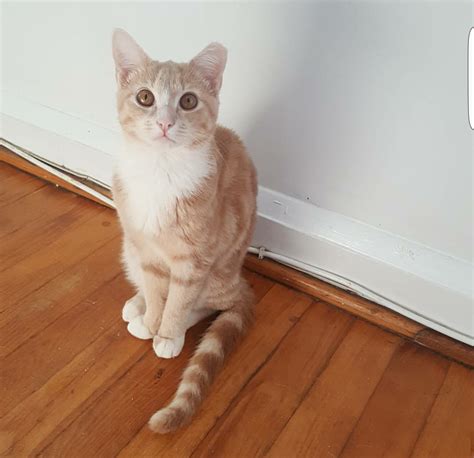 Are Orange Female Cats Really That Rare? - Paws and Effect