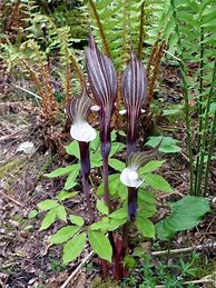 Image result for Arisaema