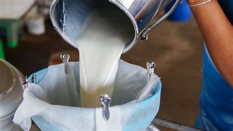 How To Check The Purity Of Milk? Try These 4 Easy Tests At Home