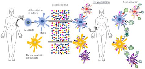 Immunosurveillance and Immunoediting of Lung Cancer: Current ...
