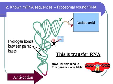 Image result for Translation Genetic Code