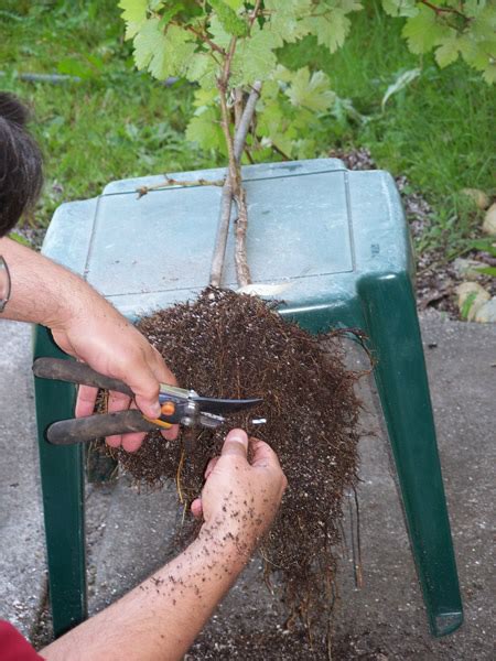 Large Tree Root Trimming 的图像结果