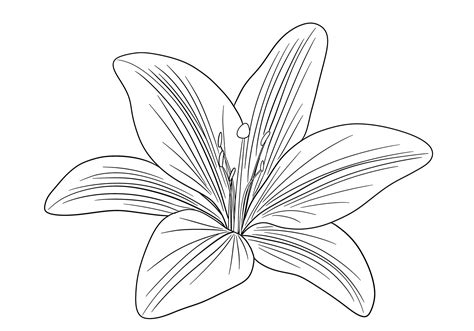 How To Draw A Lily Step By Step With Pencil Calla Lily Drawing