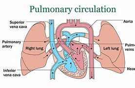 Image result for cardiopulmonary circulation