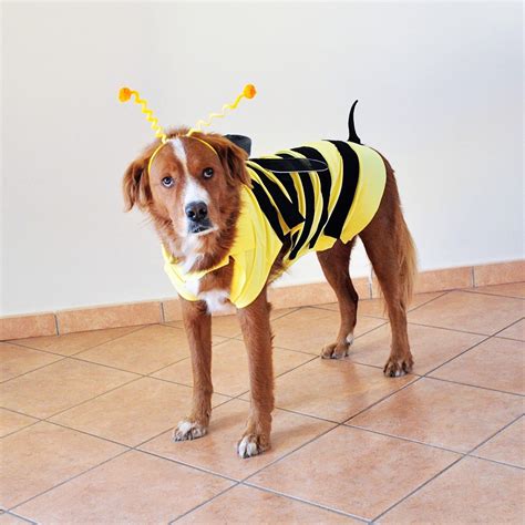 DIY dog bee Halloween costume! Easy DIY dog | Family costumes, Bee ...