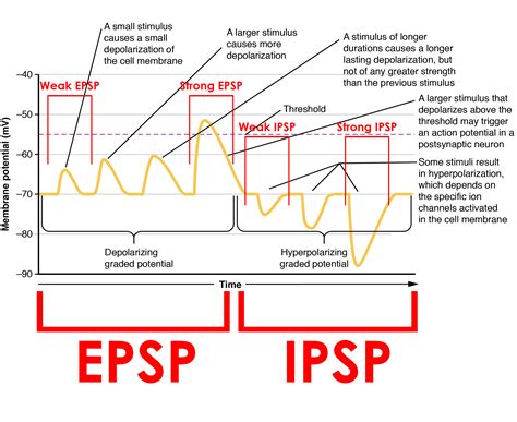 Epsp Vs Ipsp