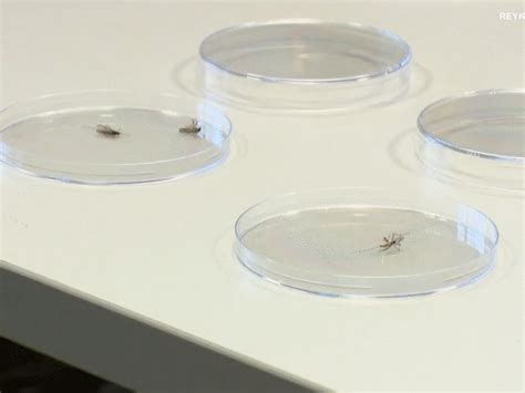 Mosquitoes Found in Iceland for the First Time, Raising Global Concern ...