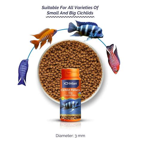 Intan foods – Veda Aquarium