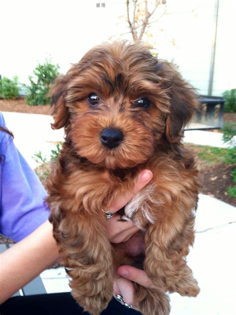 Yorkie Poodle Mix Puppies - PUPPY and KITTY
