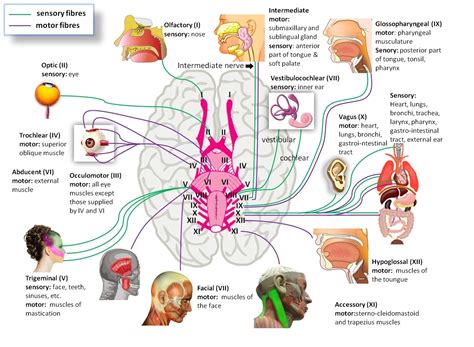 Brain nerves diagram – Anatomy System – Human Body Anatomy diagram and chart images