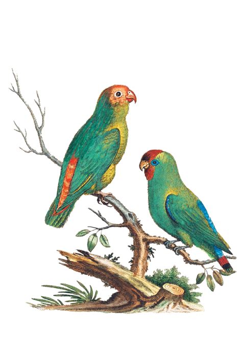Parakeet Parrot Bird Clipart Free Stock Photo - Public Domain Pictures