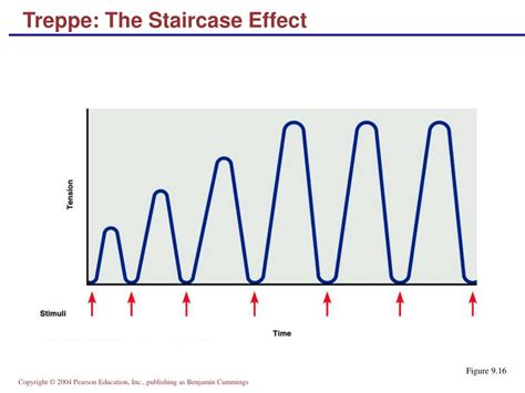 Image result for Treppe Muscle Contraction