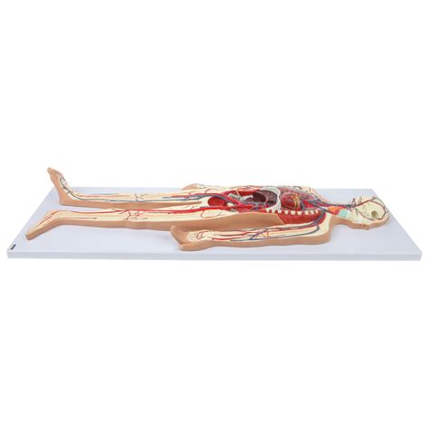 Axis Scientific Human Circulatory System Model, Half India | Ubuy