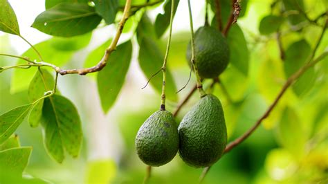 How to Grow and Care for an Avocado Tree - Bunnings New Zealand
