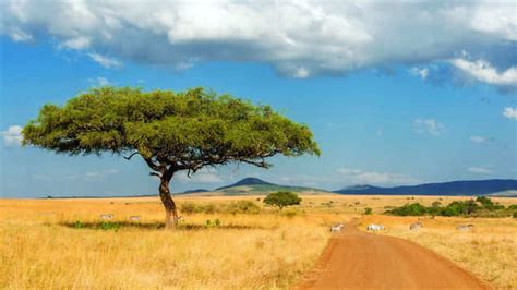 Africa is slowly breaking into two continents! | TimesTravel