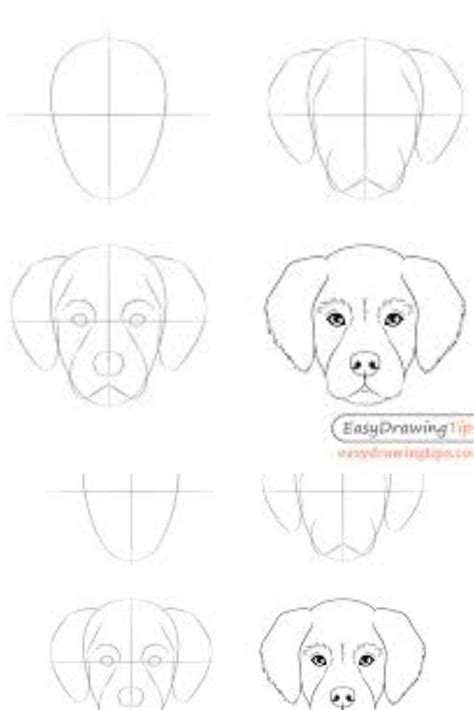 Image result for How to Draw a Labrador Step by Step