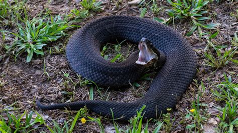 6 poisonous snakes in SC: How deadly are copperheads, cottonmouths?