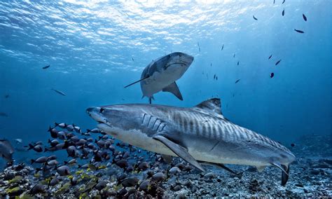 Tiger Shark Pictures - AZ Animals