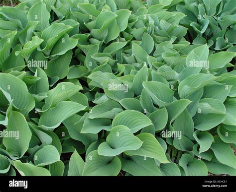 Hosta Krossa Regal Ground cover garden perennial with foliage effect ...