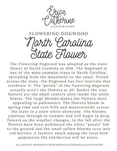 North Carolina State Flower Map Vinyl Sticker – Erica Catherine