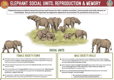 Elephants Reproducing