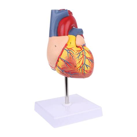 Buy Anatomical Models Disassembled Anatomical Human Heart Model Anatomy ...