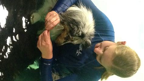 Dogs Swim Lessons 的图像结果