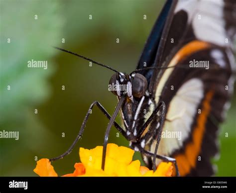 Exotic black white orange butterfly hi-res stock photography and images ...