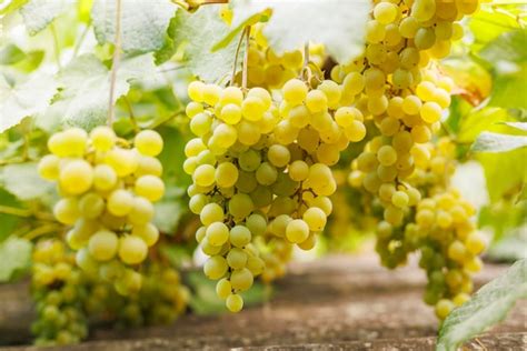 Grapes 的图像结果