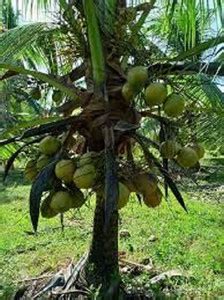 EarthAngel Coconut Plant Price in India - Buy EarthAngel Coconut Plant ...