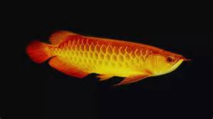5 Vastu-approved fish to keep in your home aquarium for luck and prosperity
