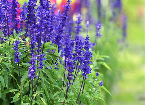 Deer Resistant Star Flowers