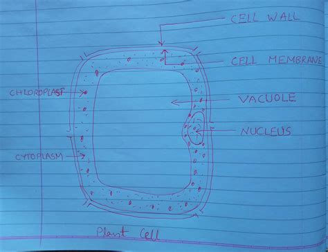 draw a plant cell and label the parts in copy class 8 - Brainly.in