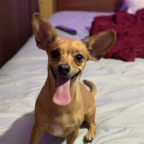 Do you think my puppy is a mix or just chihuahua? She doesn’t have the ...
