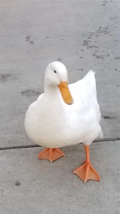 Image result for Duck Number Code in Python Using Count