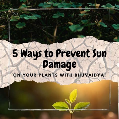 5 Smart Ways to Prevent Sun Damage on Your Plants with Bhuvaidya ...