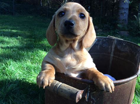 Lucia Falls Miniature Wirehair Dachshunds - Dachshund Puppies for Sale ...