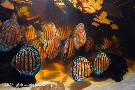 Discus Guide 的图像结果